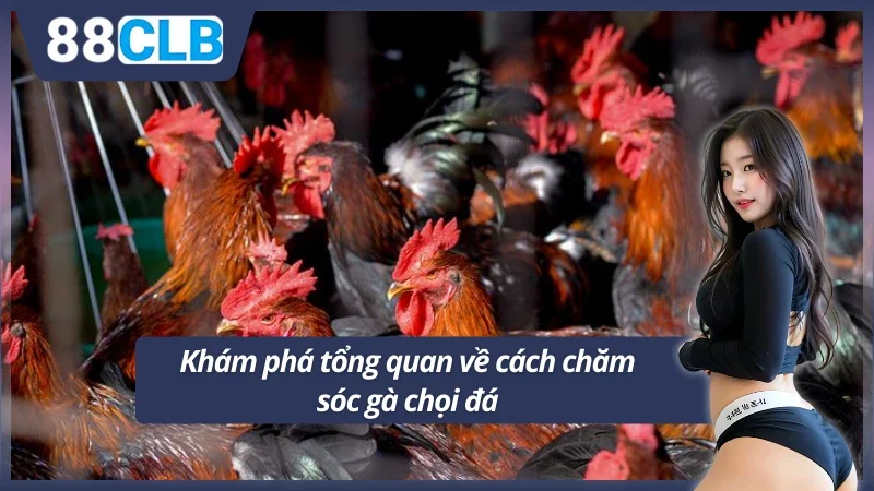 Tìm hiểu cách chăm sóc gà chọi đá tại 88CLB