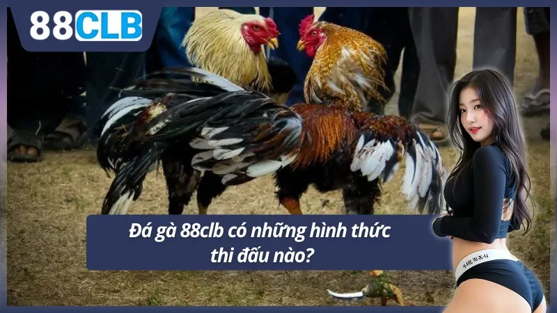 88clb tổ chức đá gà ở những hình thức nào?